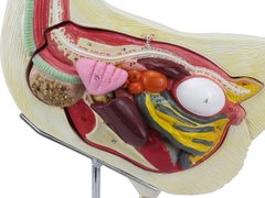 Anatomia da Galinha em 6 Partes SD-9300 - Mix Anatomy - Simuladores e Modelos Anatômicos