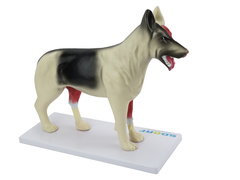 Anatomia do Cachorro em 10 Partes SD-9400 - comprar online