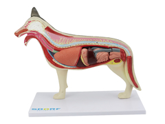 Anatomia do Cachorro em 10 Partes SD-9400 - Mix Anatomy - Simuladores e Modelos Anatômicos