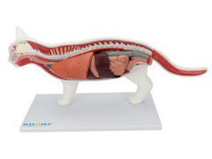 Anatomia do Gato em 12 Partes SD-9500 - Mix Anatomy - Simuladores e Modelos Anatômicos