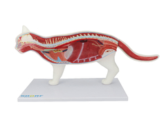 Anatomia do Gato em 12 Partes SD-9500 - loja online