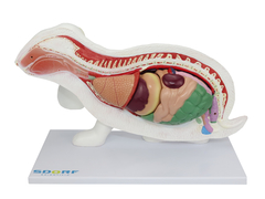 Anatomia do Coelho em 9 Partes SD-9600 - comprar online