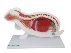 Anatomia do Coelho em 9 Partes SD-9600 na internet