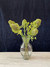 Protea banksia verde