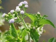 Extrato 36 - Mentrastos (AGERATUM CONYZOIDES) - 100ml