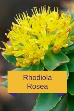 Rhodiola Rosea 250 mg - 60 capsulas (melhora desempenho mental)