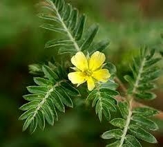 Tribulus Terrestris 625mg 60cap- aumenta disposição