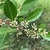 Essência floral Aroeira vermelha (Schinus terebinthifolia) 10mL - LIMPEZA DE CRENÇAS na internet