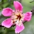 Essência floral Paineira rosa (Ceiba speciosa) 10mL - SOLIDÃO E DESAMPARO na internet