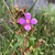 Essência floral Roxinha (Tibouchina cerastifolia) 10mL - CORAGEM na internet