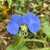 Essência floral Trapoeraba (Commelina erecta) 10mL - PROSPERIDADE E FÉ na internet