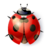 Gravura Joaninhas Lady bug 4