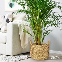 CANASTO CON MANIJAS WATER HYACINTH 35x28 VENTA POR MAYOR - Grass Home y Deco