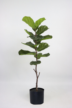 PLANTA ARTIFICIAL HOJA DE VIOLIN COD 1095 SOLO VENTA MAYORISTA RAMAS DESMONTABLES - comprar online