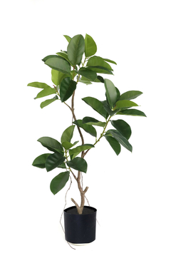 PLANTA ARTIFICIAL FICUS COD 1117 SOLO VENTA MAYORISTA REPLICA EXACTA COLOR NATURAL - comprar online