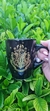 Taza Hogwarts Harry Potter