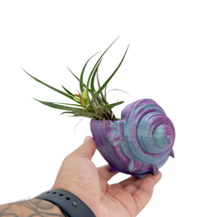 Vaso Concha do Mar para Tillandsia 3D Modelo 2 Roaz Creative - Roaz Creative