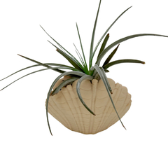 Vaso Concha do Mar para Tillandsia 3D Modelo 1 Roaz Creative - comprar online