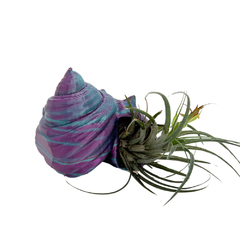 Vaso Concha do Mar para Tillandsia 3D Modelo 2 Roaz Creative - comprar online