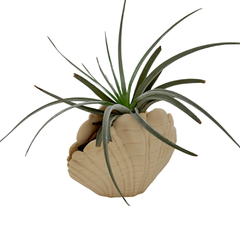 Vaso Concha do Mar para Tillandsia 3D Modelo 1 Roaz Creative - Roaz Creative