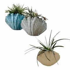 Vaso Concha do Mar para Tillandsia 3D Modelo 1 Roaz Creative