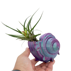 Vaso Concha do Mar para Tillandsia 3D Modelo 2 Roaz Creative - loja online