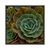 Quadro Decorativo Suculenta Verde E Laranja FLOS020