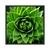 Quadro Decorativo Suculenta Verde Exótica FLOS021