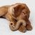 Brinquedo Cães Morder Roer Tripe Bone Pequeno - loja online