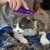 Escova Massageadora Banho Gatos Kong Zoomgroom Cat - loja online