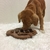 Brinquedo Tabuleiro Para Cães Nina Ottosson Dog Hide N Slide Nivel 2 - Bicho no Telhado