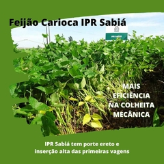 Semente Feijão Carioca IPR Sabiá - 40kg - comprar online