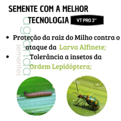Semente de Milho Hibrido Bm 3066 Pro 3 - Milho verde - 60.000 sementes - TangaShop ofertas l Frete Grátis para todo Brasil