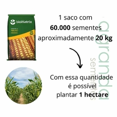 Semente Milho Híbrido Bm 270 - 60.000 sementes + frete