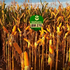 Semente Milho Híbrido Bm 270 - 60.000 sementes + frete - TangaShop ofertas l Frete Grátis para todo Brasil