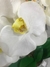 Arranjo de Orquídea Branco na internet