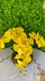 Arranjo de Orquídeas Amarelas em Vaso Terrário - comprar online
