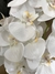 Arranjo de Orquídeas Branca em Vaso Terrário - comprar online