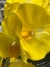 Arranjo de Orquídeas Amarelas em Vaso Terrário - Arte e Aroma - Presentes e Decorações
