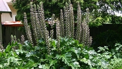 ACANTHUS MOLLIS E05