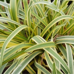 AGAPANTHUS NANA VARIEGADO E02 - comprar online