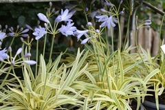 AGAPANTHUS NANA VARIEGADO E02