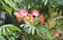 ALBIZZIA JULIBRISSIN E10