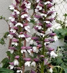 ACANTHUS MOLLIS E05 - comprar online