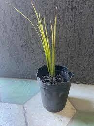 ACORUS CALAMUS VARIEGADO M12 - comprar online