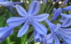 AGAPANTHUS AZUL E04