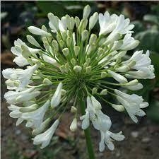 AGAPANTHUS BLANCO E04