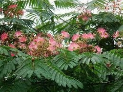 ALBIZIA JULIBRÍSIN