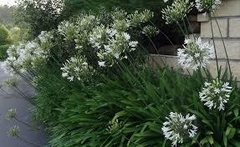 AGAPANTHUS BLANCO E04 - comprar online