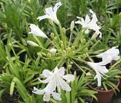 AGAPANTHUS NANA E04